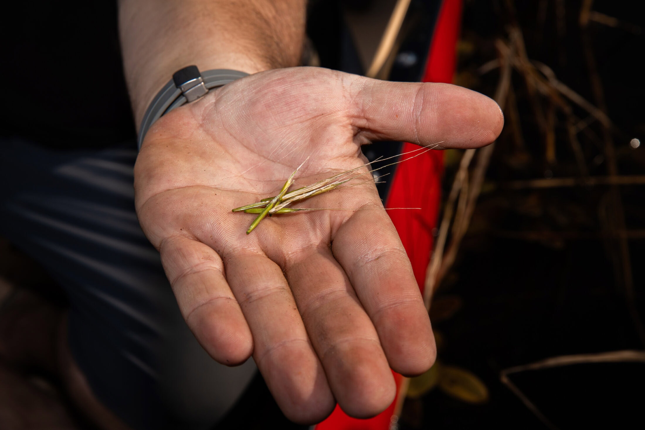 Ontario-NipissingFN-WildRiceHarvest_VanessaTignanelli-19