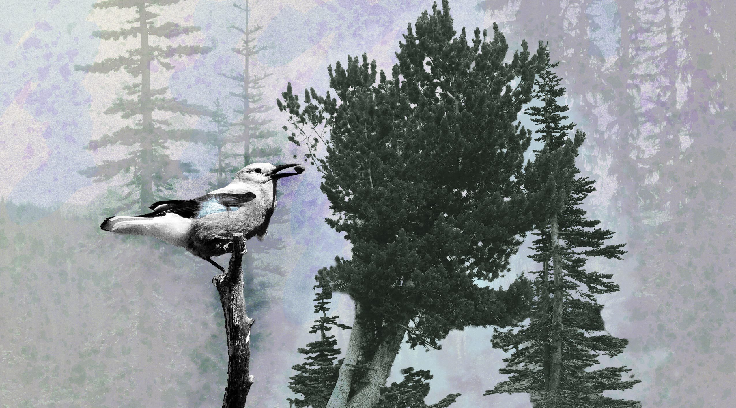 BC-Whitebark-Parkinson