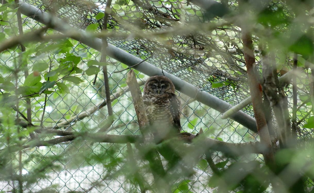 BC-SARA-spotted owl-Carol Linnitt