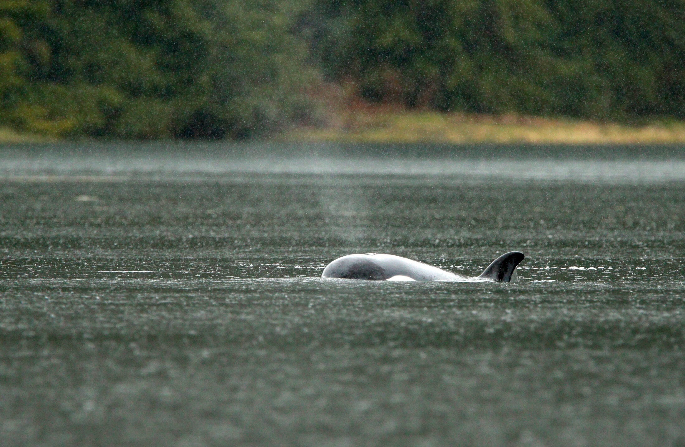 Killer Whale Calf-20240408