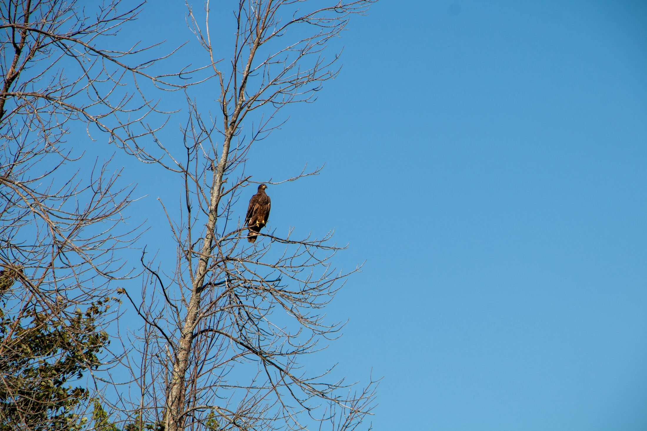 Ont-baldeagle-LakeHuron-Leitao