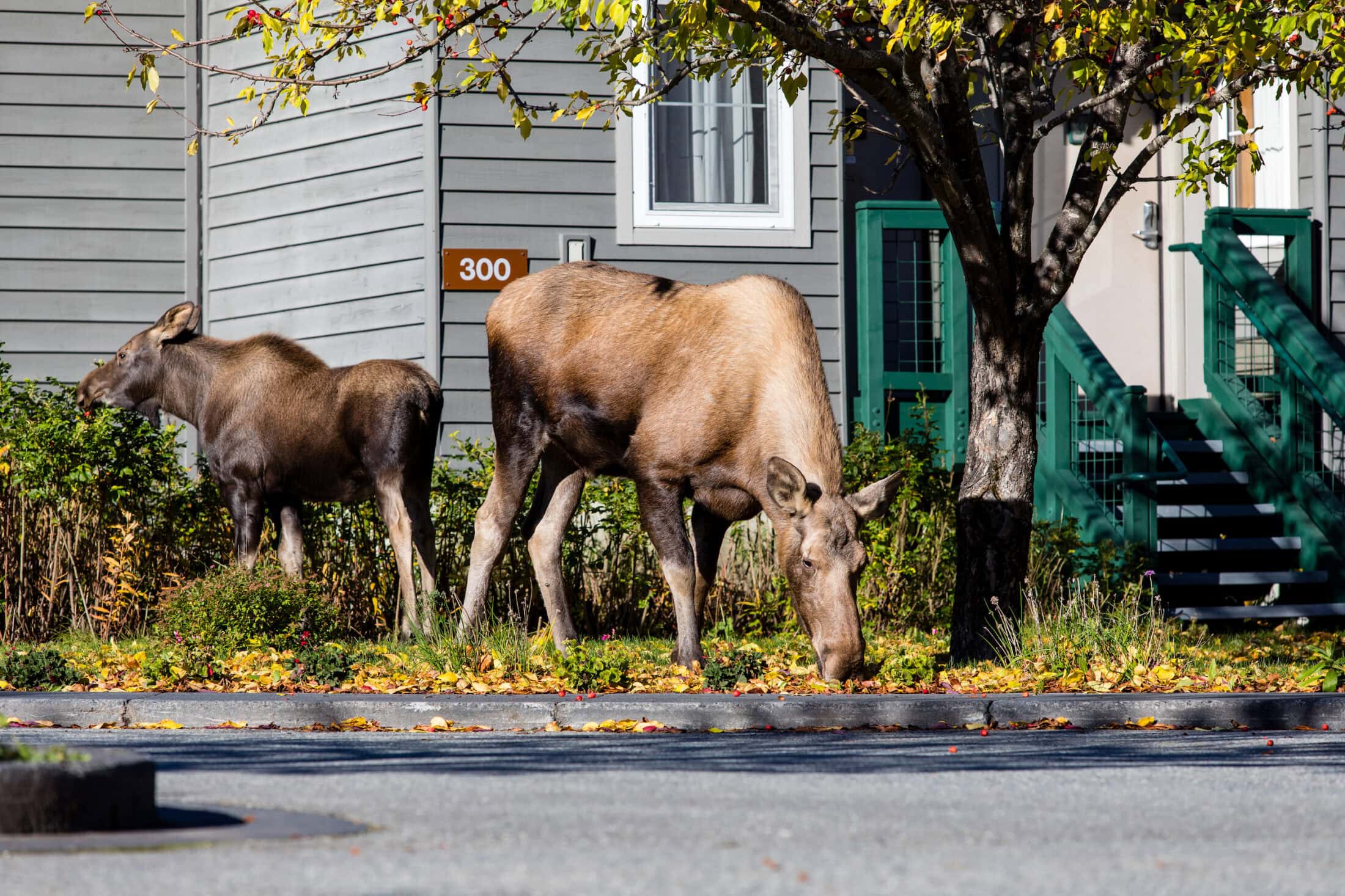 Alaskan Moose and Calf Roam Urban Street