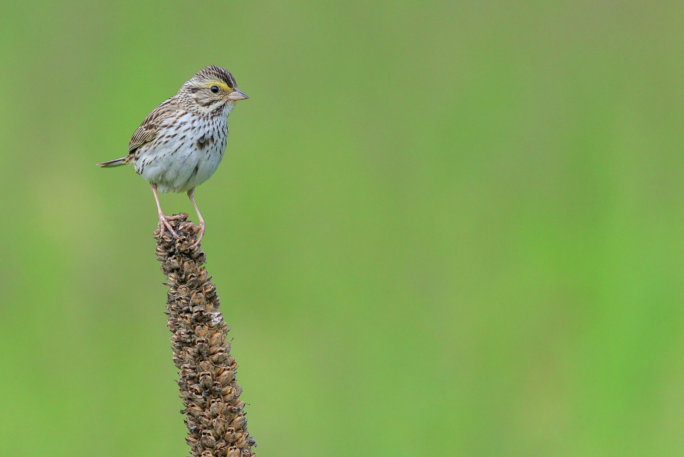 Caption - A Savannah Sparrow sings from its perch in the grasslands of Quilchena, BC