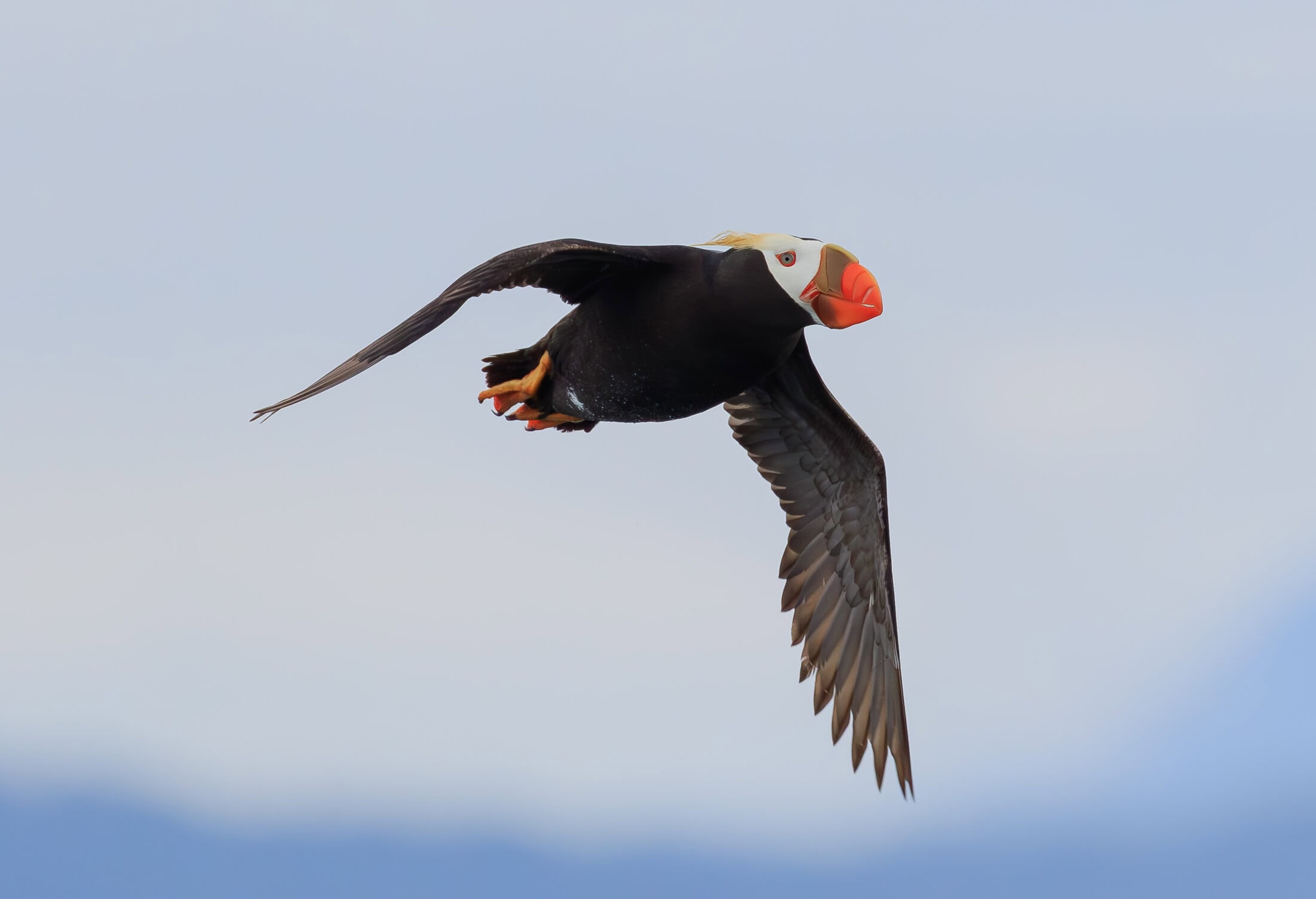 Caption - An adult Tufted Puffin flies over my young birders and me during a pelagic trip in Tofino, BC