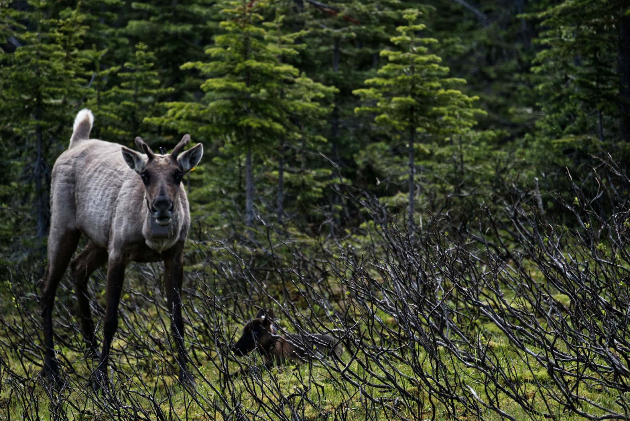 Ryan Dickie-caribou-banner