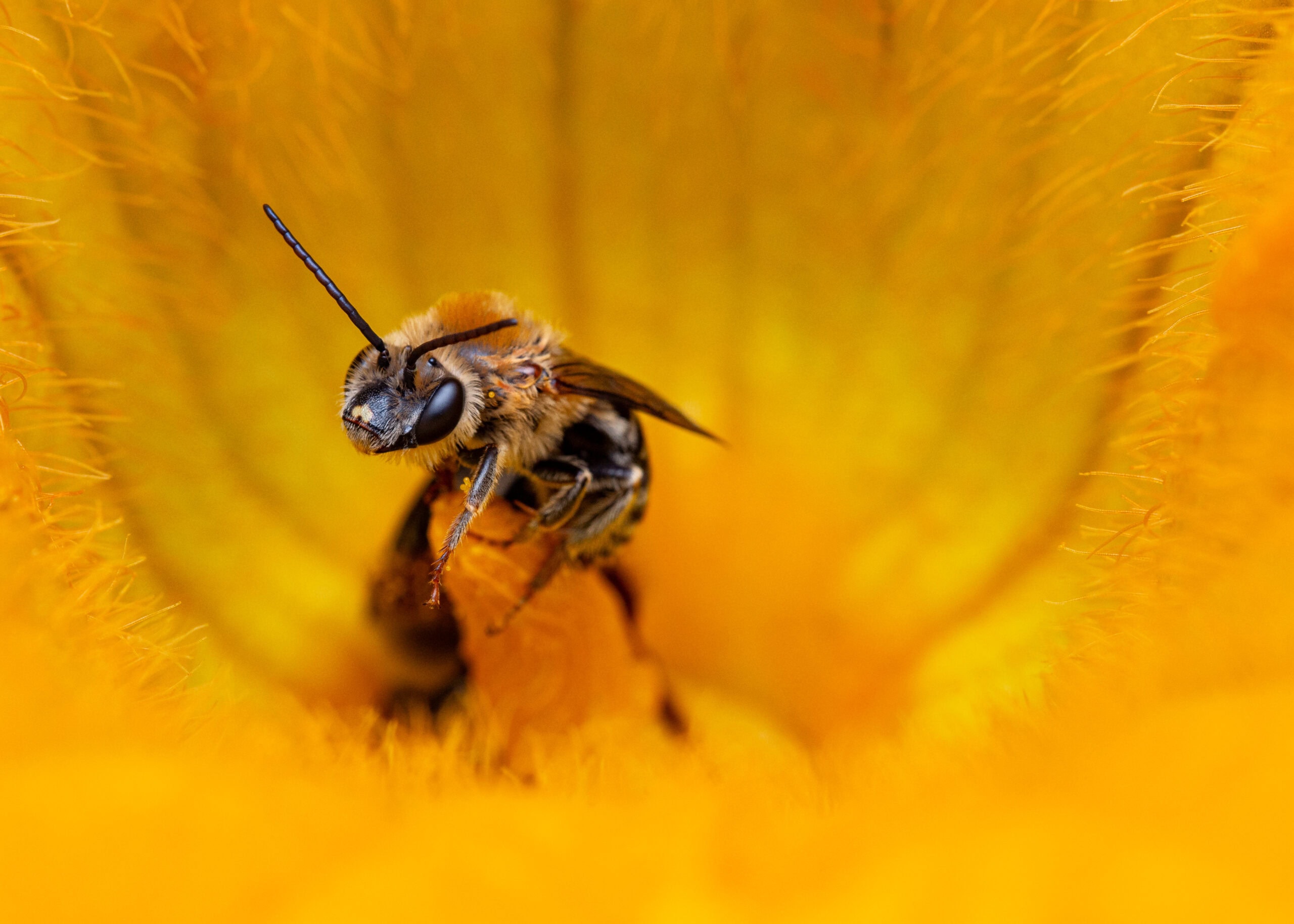 Male Squash Bee on male squash flower.