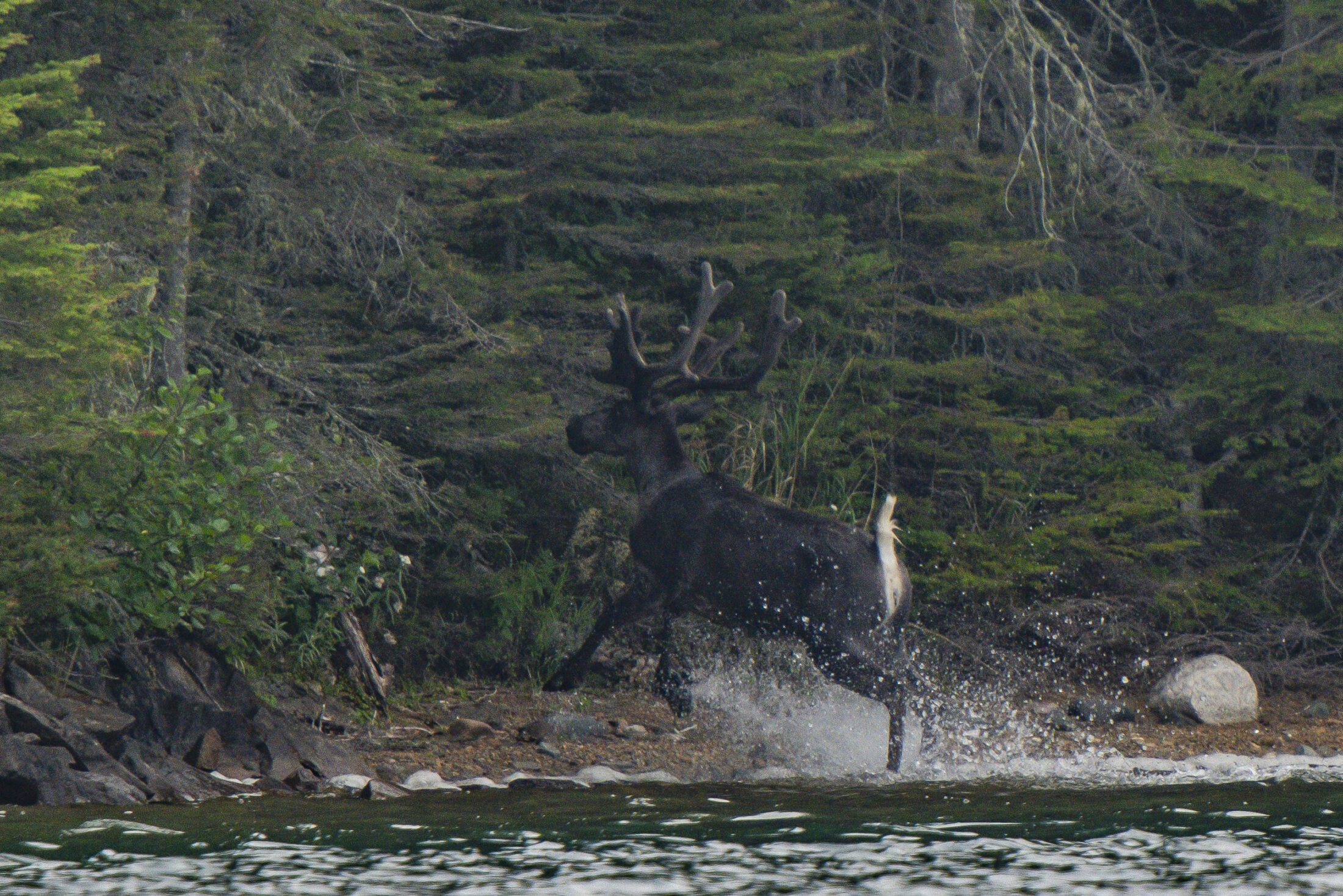 ONT-ChrisLuna-caribou-Lakesuperior