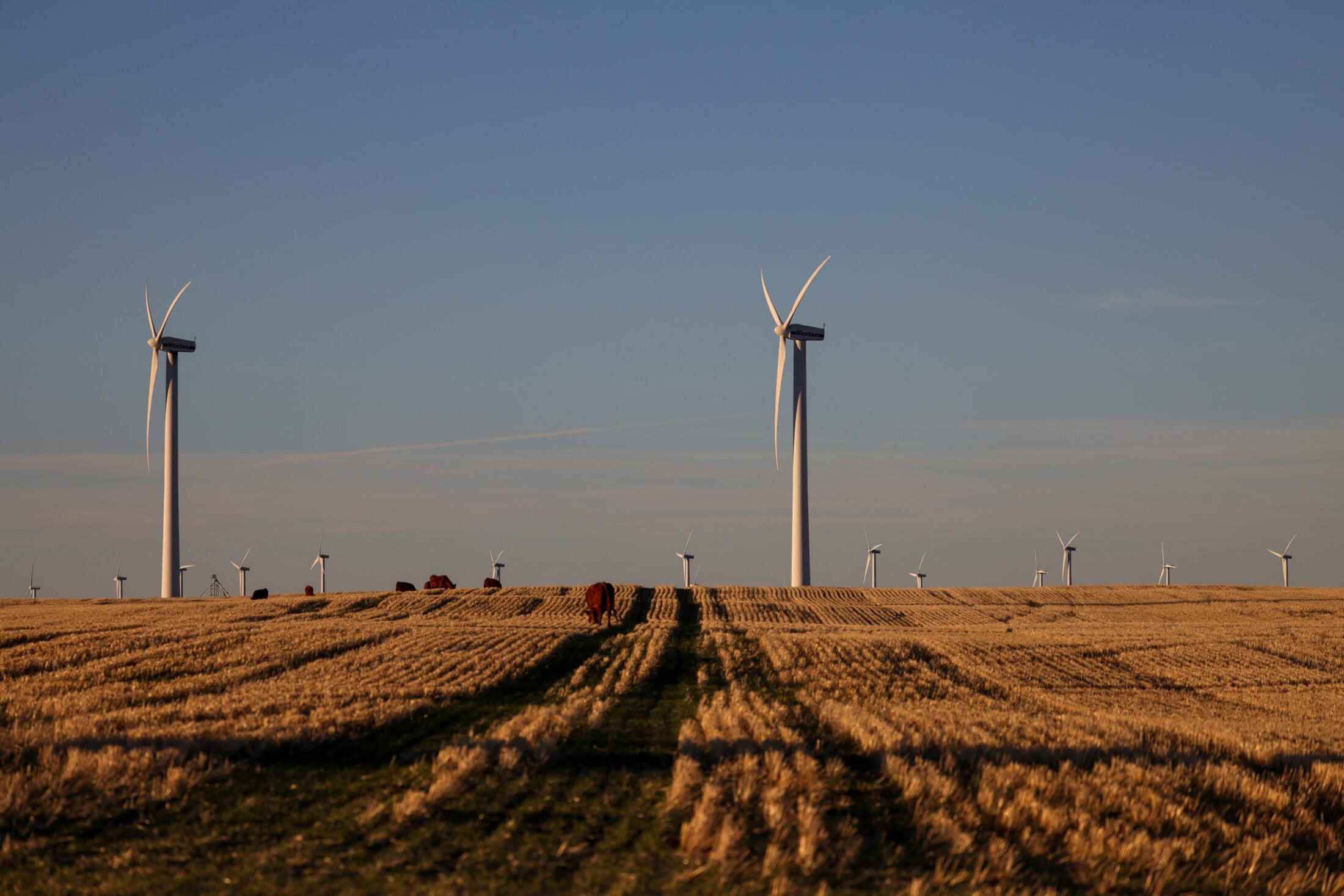 Wind turbines in southern Alberta. LEAH HENNEL