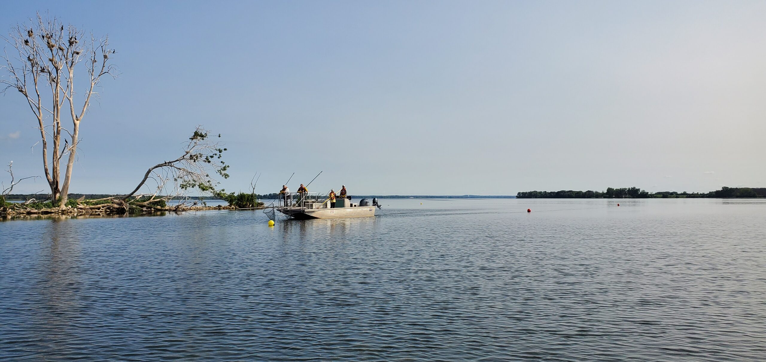 DFO crew boat electrofishing in Bay of Quinte