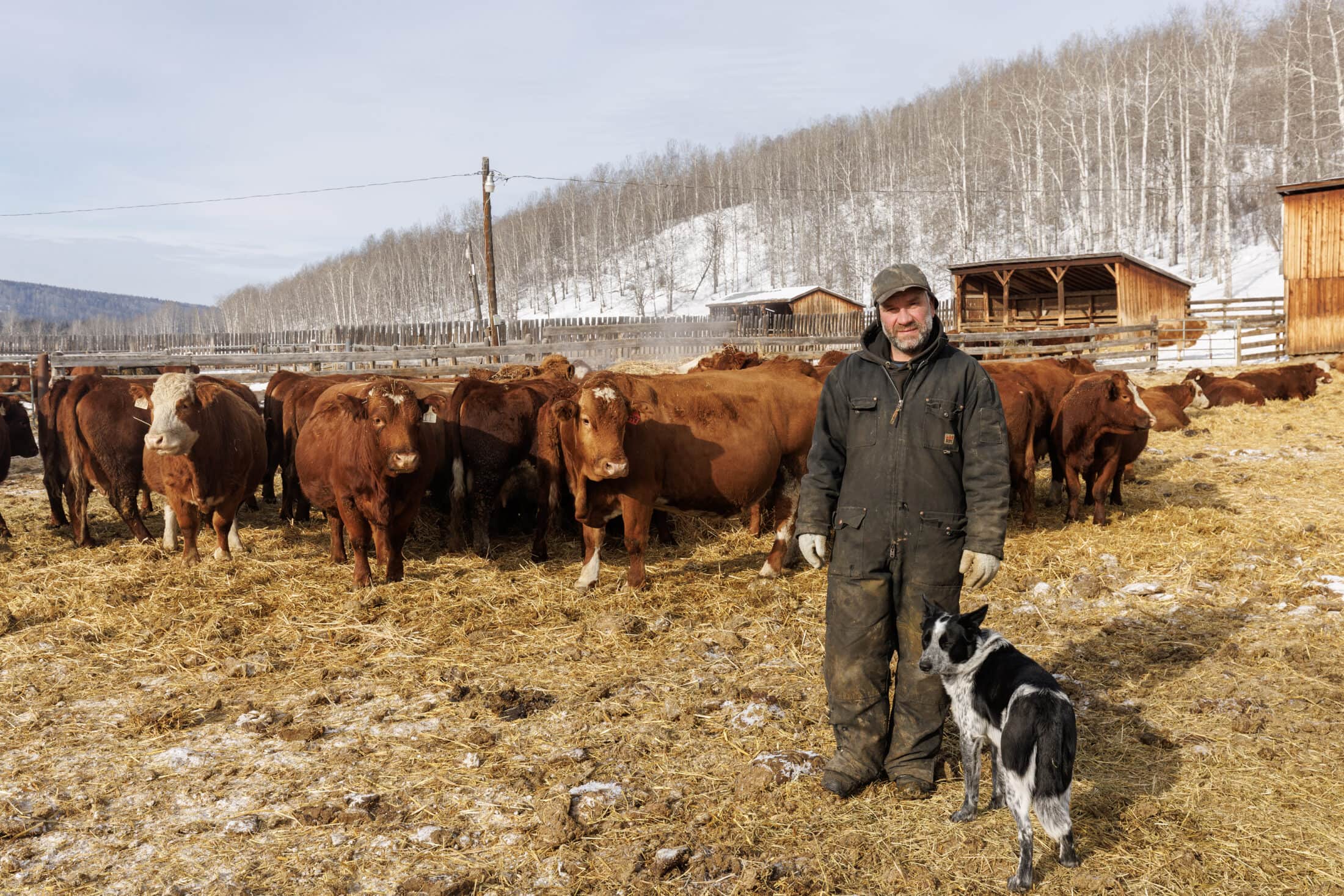 Matt Hedges,Dog ..Champ and cows waiting to calve