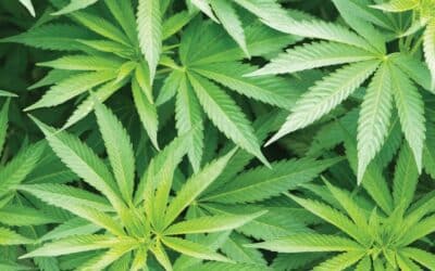 How to Create an Effective Drug Testing Policy