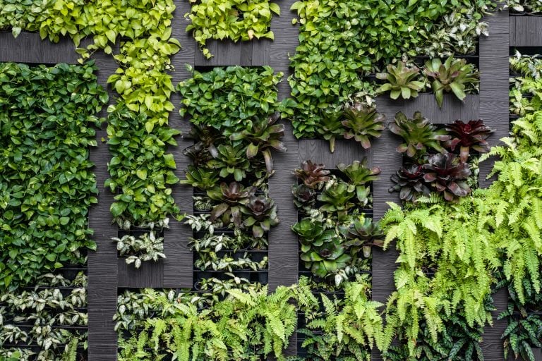 Green wall, eco friendly vertical garden to reflect biodiversity