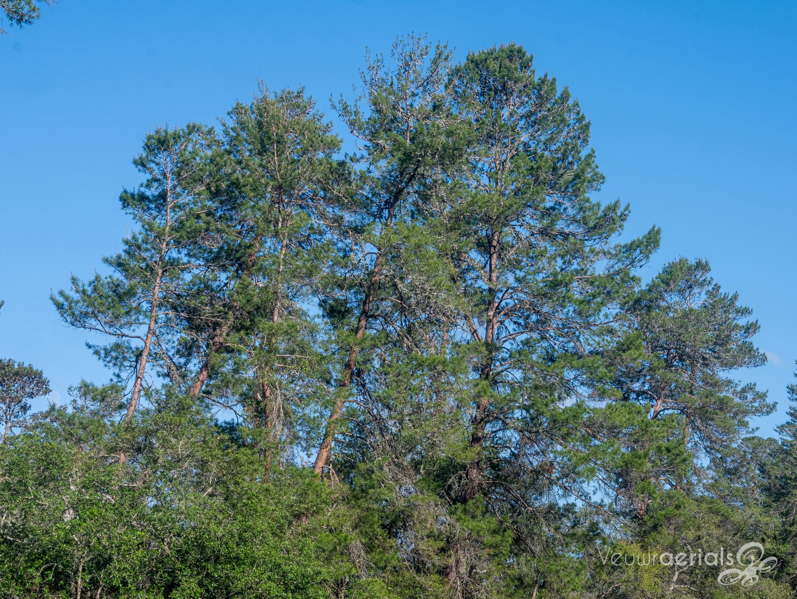 Aerials of Land for Sale in Marion County FL Veuwr Aerials 1 of 5 scaled