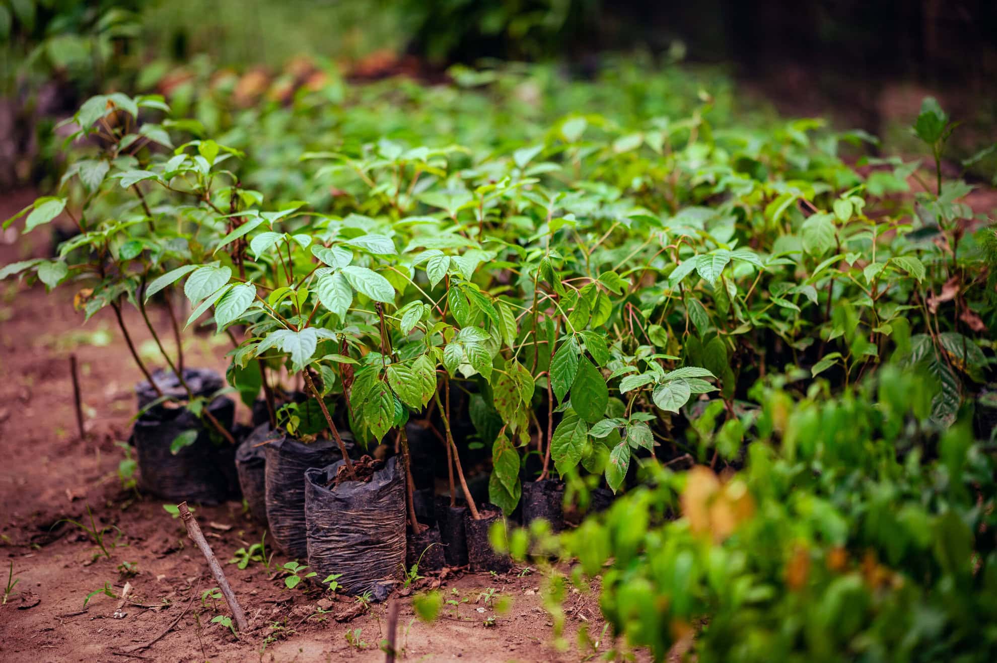 kenya saplings