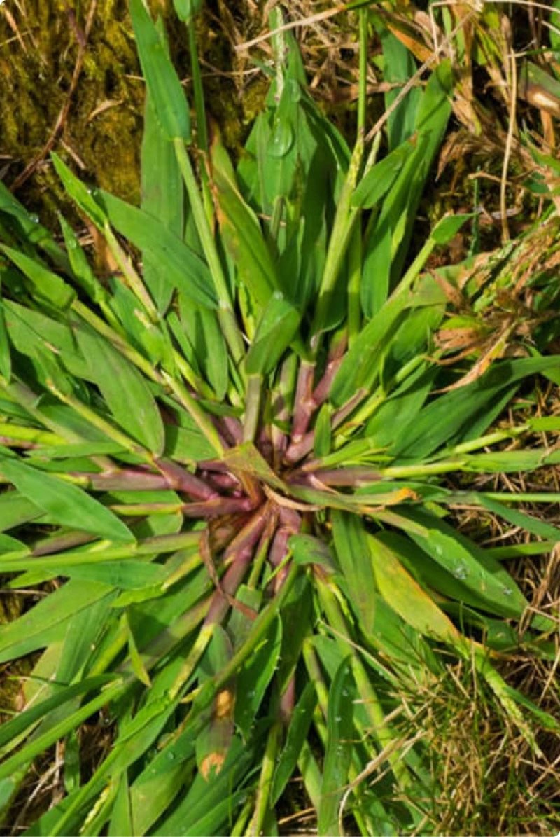 crab grass img