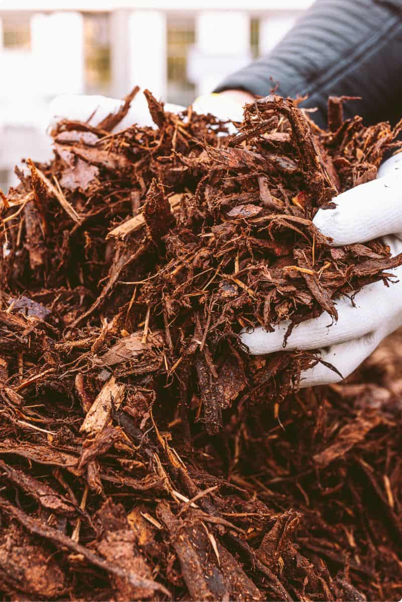 handfull of mulch