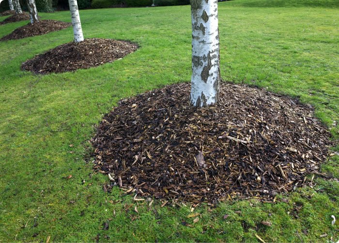 new mulch around tree