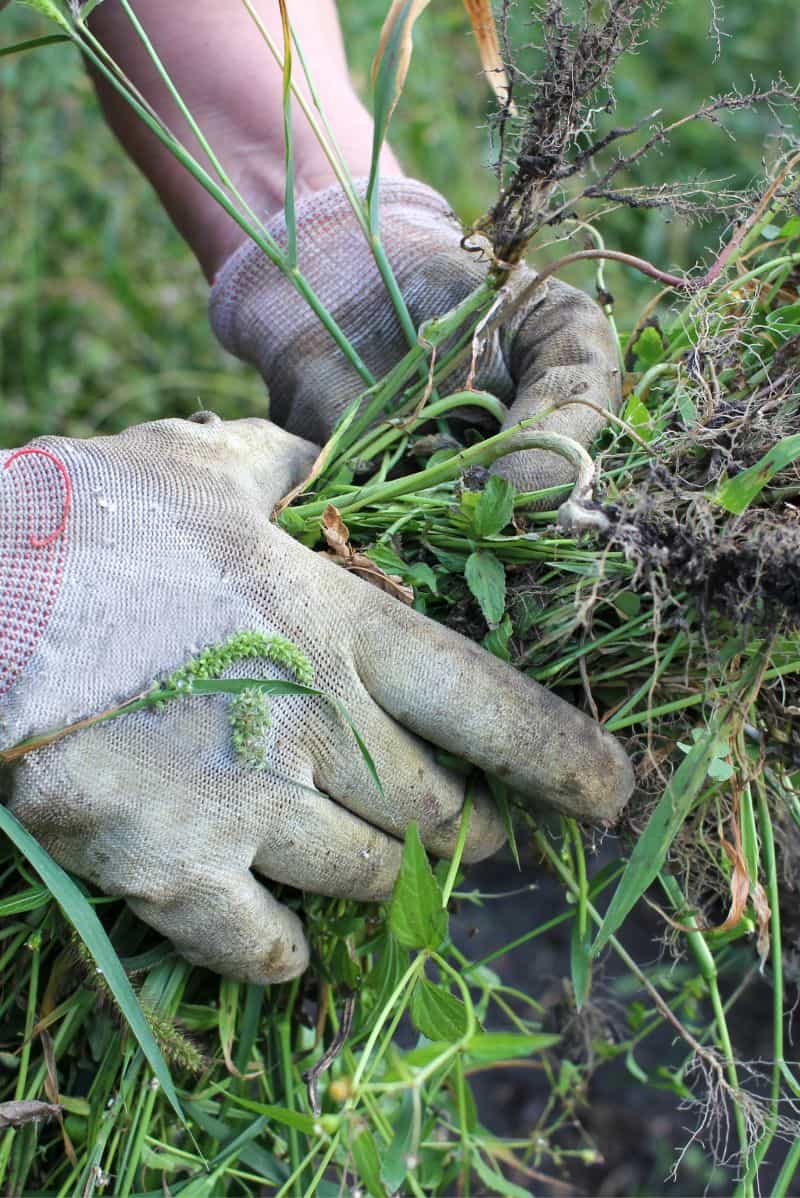 picking weeds for spring clean up