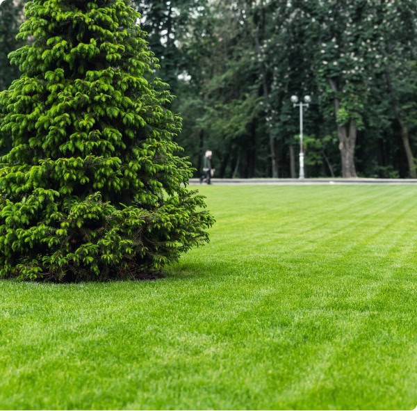 pine tree in fresh cut grass