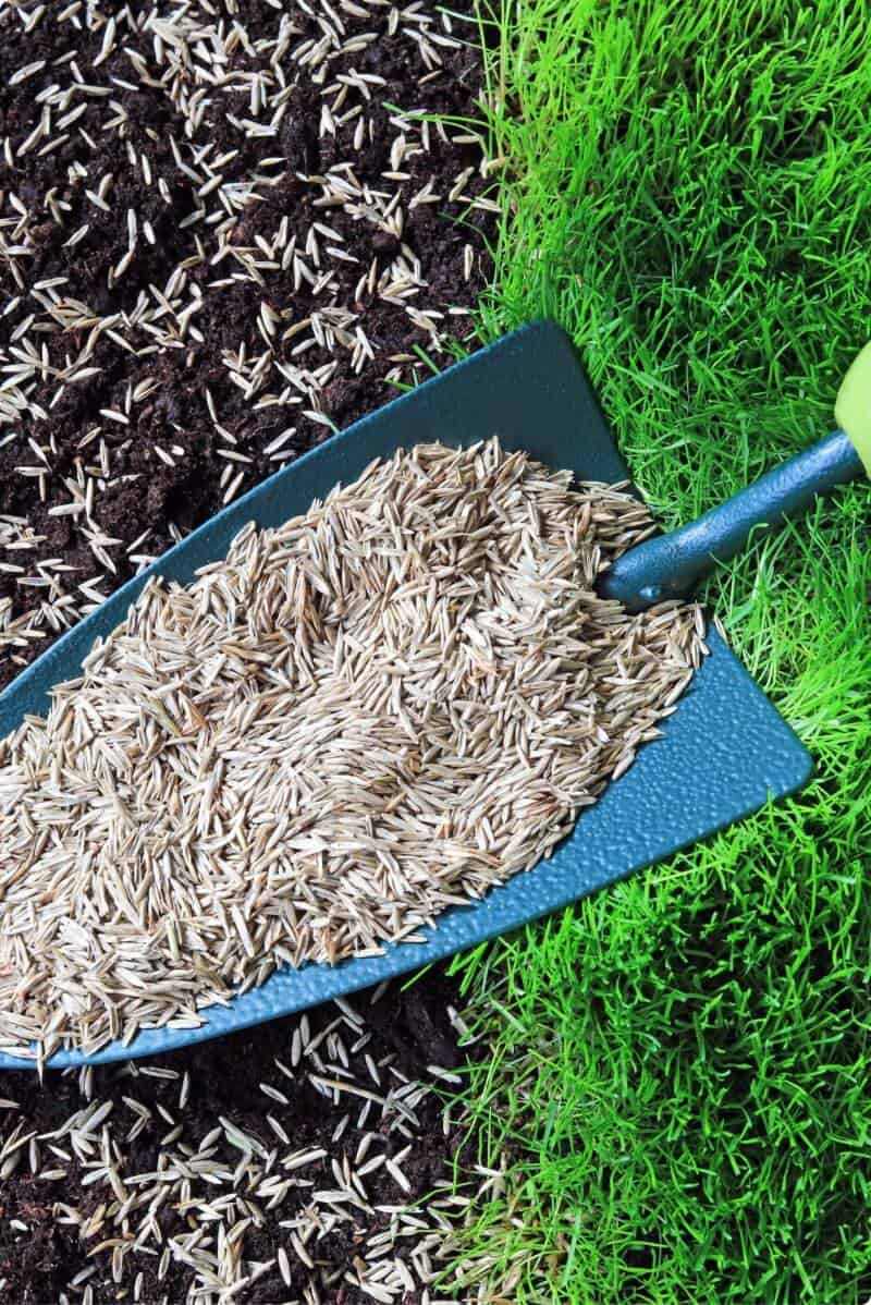 shovel full of grass seed (1)
