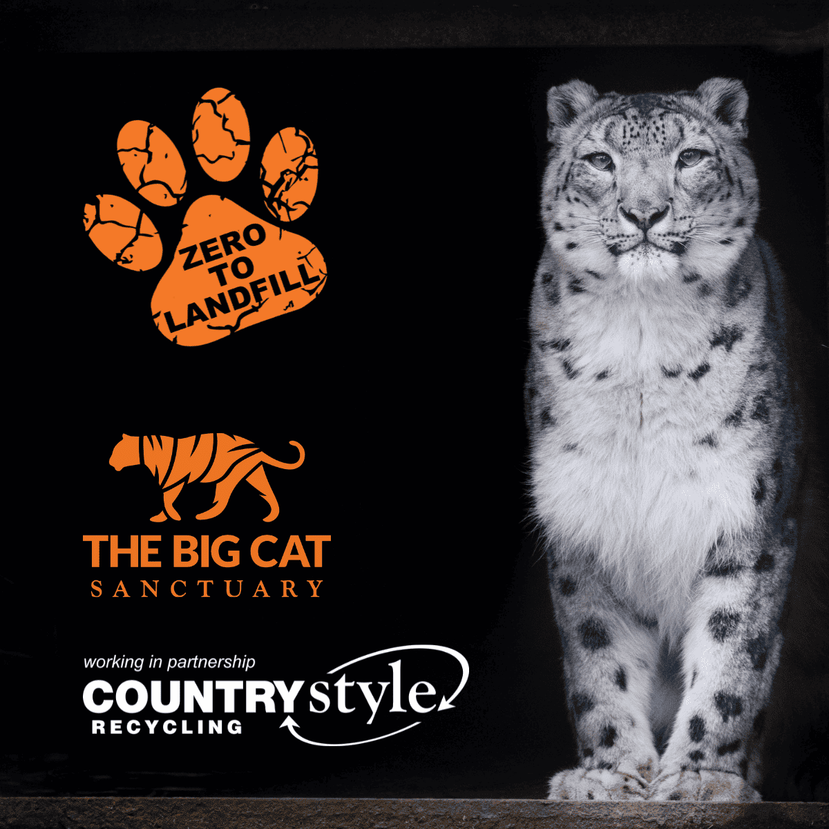 Going wild at Countrystyle following a new partnership with The Big Cat Sanctuary