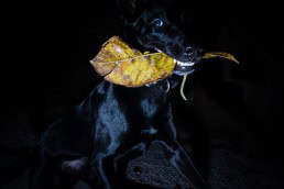 Close up flash street photograph of a black dog which is holding a yellow leaf in his mouth
