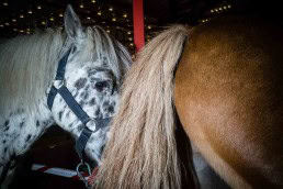 Close up flash street photograph of a couple of horses very close to each other in Brussels
