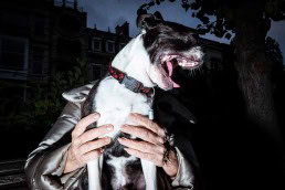 Close up flash street photograph of a dog yawning while sitting on its owner legs