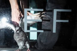 Close up flash street photograph of pigeon trapped inside a shop seen from outside