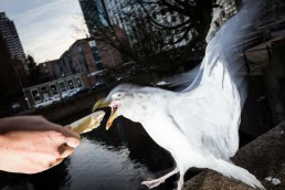 Close up flash street photograph of a seagull about to eat a piece of bread from somebody's hand