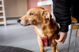 A dog is being caressed during the Animal Rights volunteers party