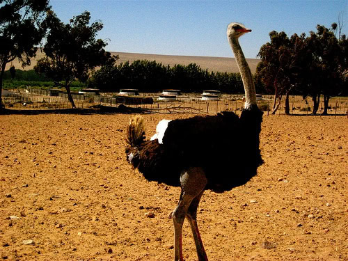 Richtersveld National Park - a Heritage Site worth visiting
