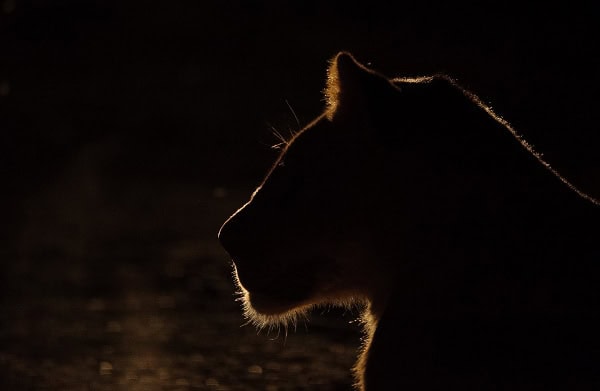 Light outlines the profile of a lioness in the evening