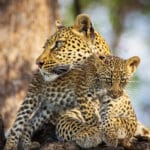 Leopard mother and her cub in Khwai Community Area, Botswana.