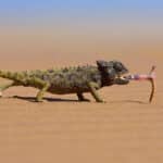 desert chameleon catching a worm