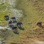 Aerial view of a family of elephants in the Okavango Delta, Botswana.