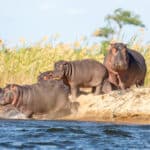 Hippo family spotted at Luangwa River, Zambia.