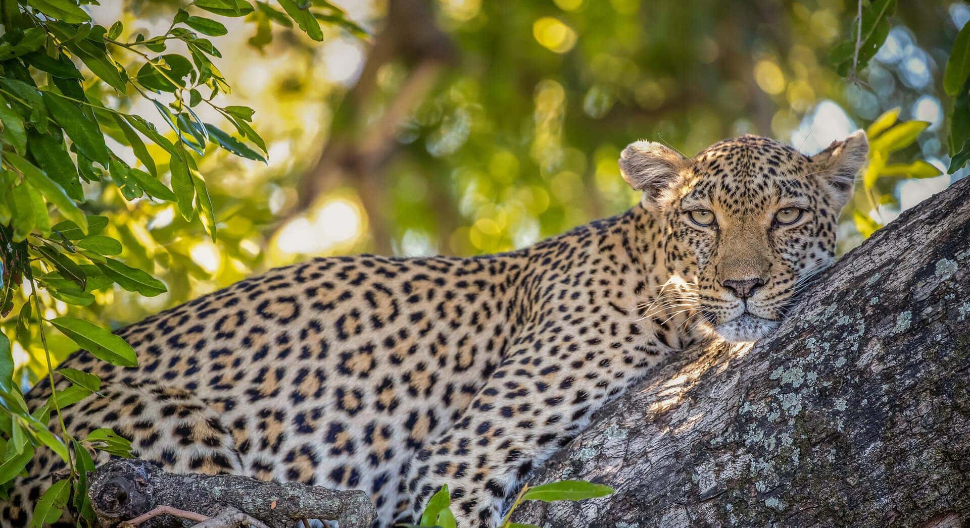 Leopards enjoying the warmth of the African afternoon