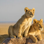 Three inquisitive lion cubs on the rocks in the early morning around the Serengeti's Namiri Plains, Tanzania. | Getty Images