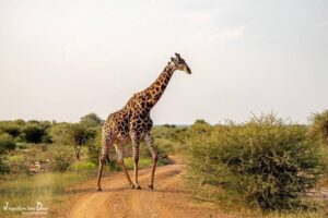 Giraffe crossing the road at Madikwe Game Reserve | Photo credit: Dithaba Lodge