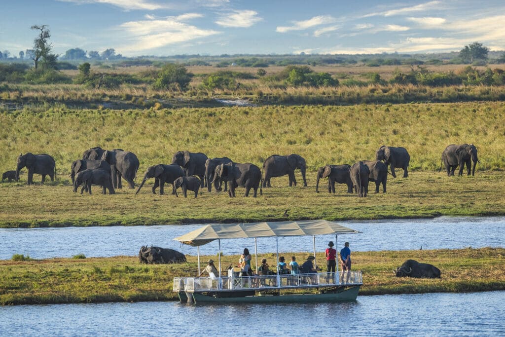 Boat cruise safari observing a two buffalo and herd of elephant in Chobe National Park, Botswana.