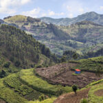 Tea plantation and agricultural terraces in Uganda, Africa | Getty Images