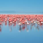 Flock of flamingos in Lake Nakuru, Kenya.