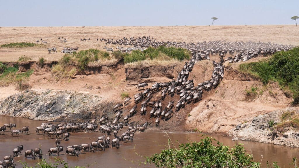 Wildebeest herd crossing the Mara River into Masai Mara, Kenya.