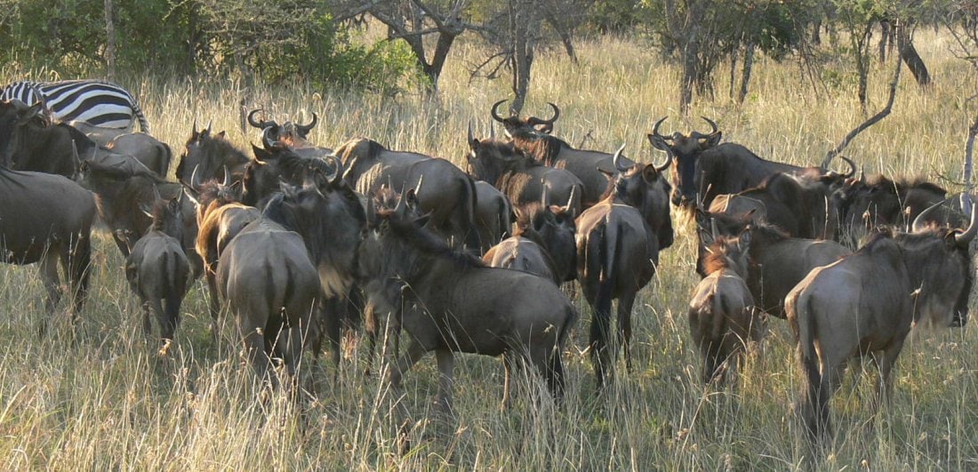 The Loita Migration arrives in the Masai Mara