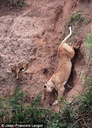 Lion cub falls off cliff, what happens next is amazing