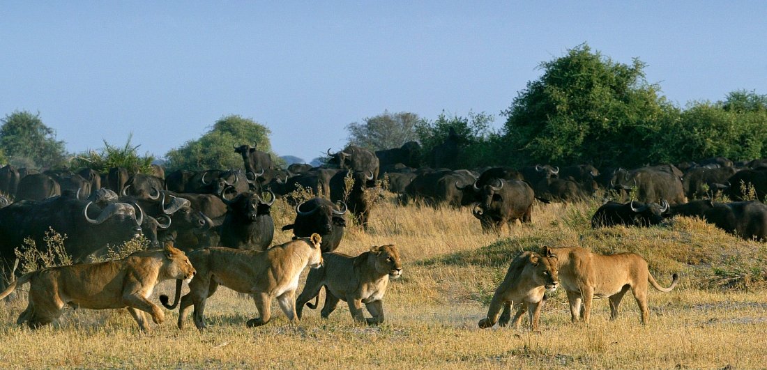 Botswana's Okavango Delta