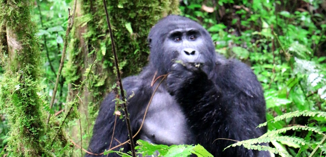 Mountain gorilla safari dream becomes a reality by Suneesh Menon