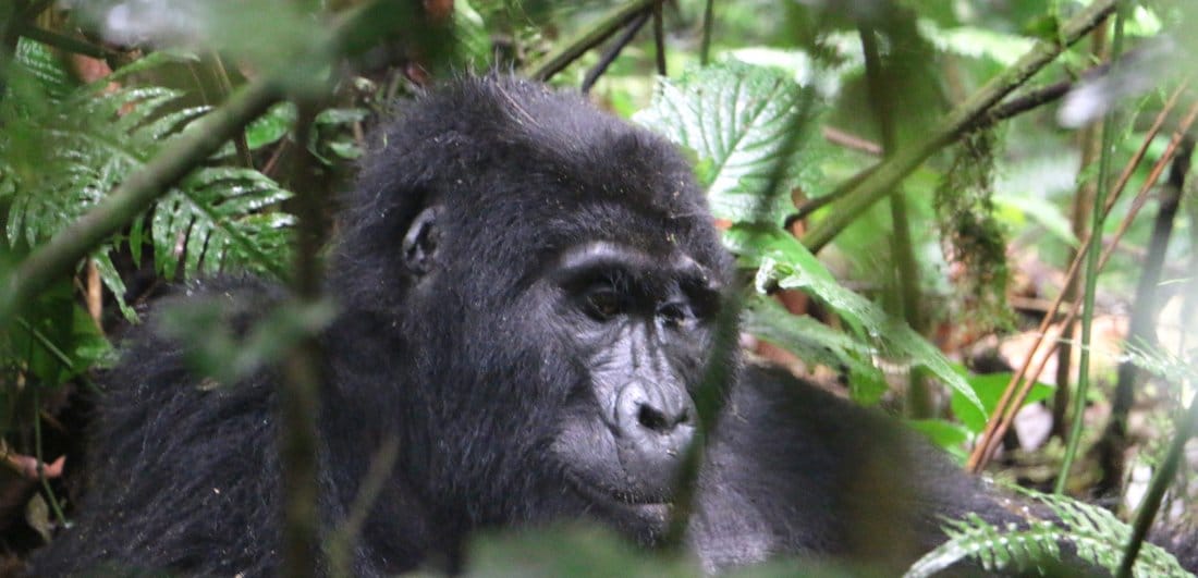 Mountain gorilla safari dream becomes a reality by Suneesh Menon