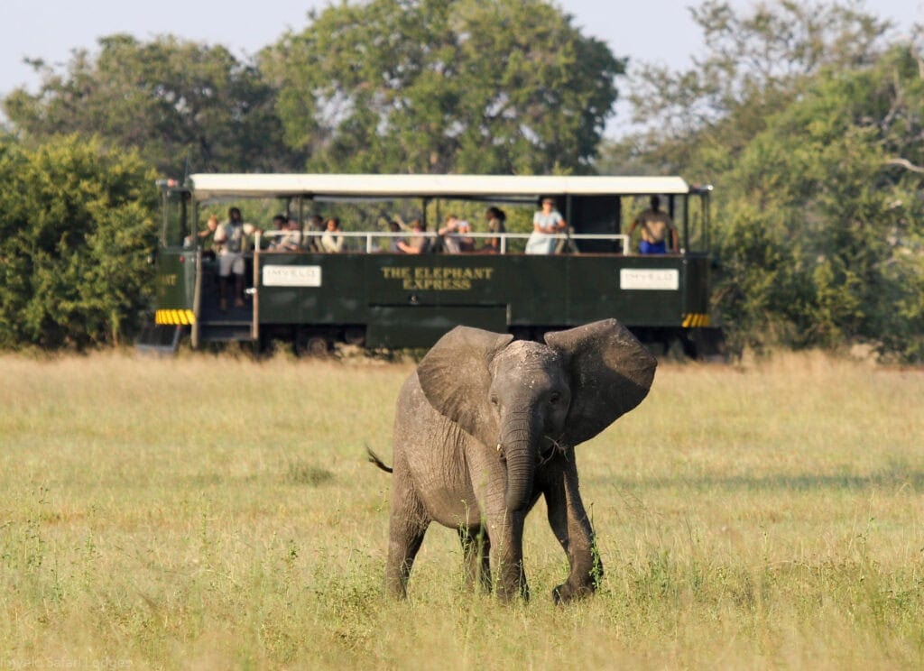 Elephant spotted on the Elephant Express